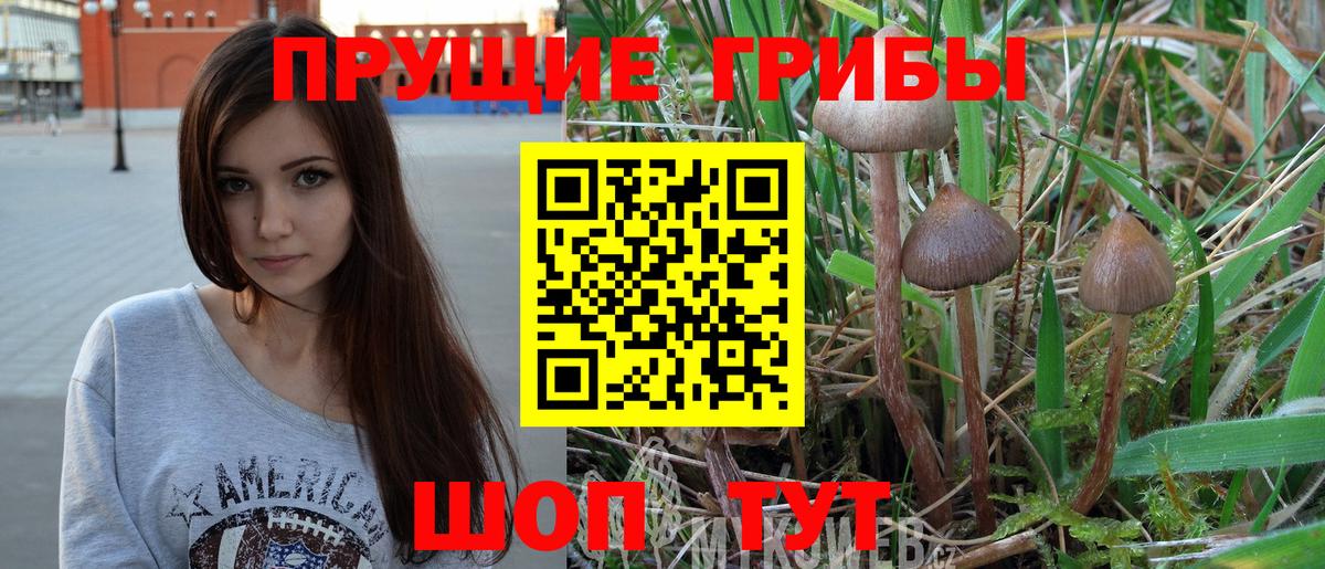 Галлюциногенные грибы Psilocybine cubensis Красногорск